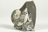 Cretaceous Ammonite (Deshayesites) Fossil - Russia #207454-2
